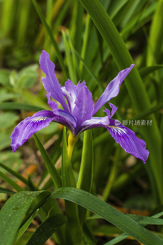 道格拉斯Iris, Iris douglasiana，门多西诺植物园，门多西诺县，加州;家庭鸢尾科;发现于加利福尼亚海岸。无胡须的鸢尾花，是牧场上一种有毒的杂草。